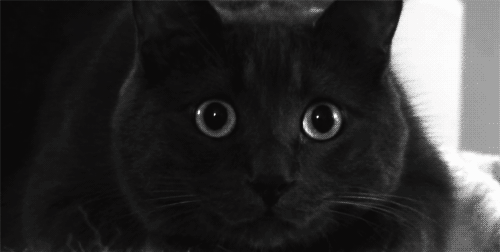 "DS106 NoirCat" from a GIF shared by Grant Potter